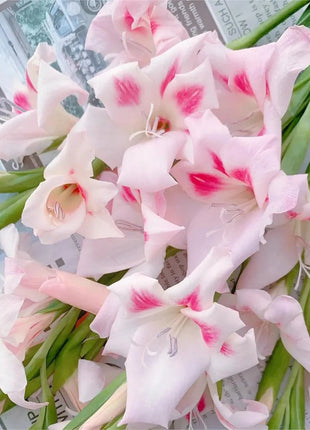 Cat's Claw Gladiolus 🩷 pink and cute