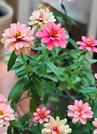 Dwarf Zinnia Seeds - New in 2024