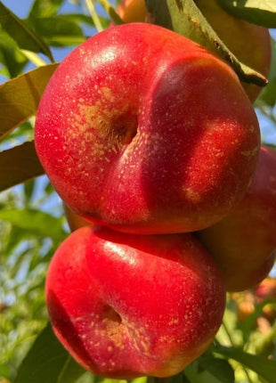 Nectarine Flat Seeds