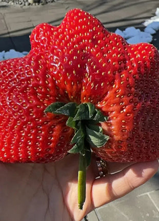 🍓Super Giant Strawberry Seeds
