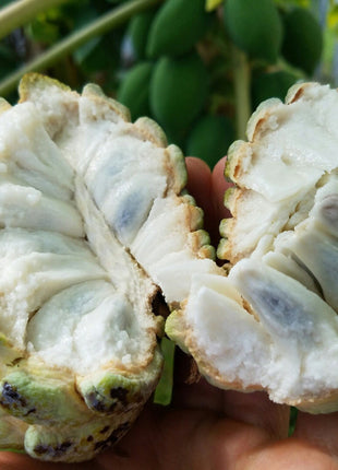 Sugar Apple Seeds