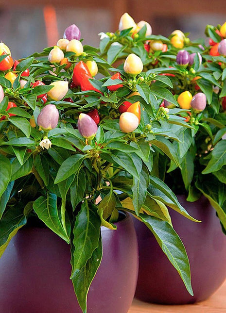 Chinese Five-Color Pepper Ornamental Pepper