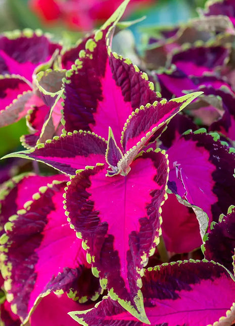 Coleus, Chocolate Covered Cherry