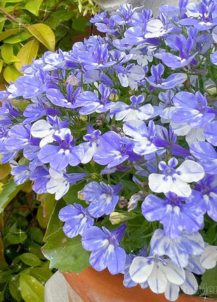 🌈Optimal Carpet Plant✨Creeping Lobelia Erinus Seeds