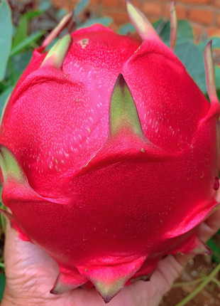 Red Heart Dragon Fruit