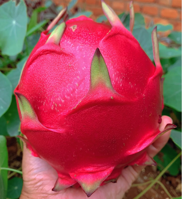 Red Heart Dragon Fruit