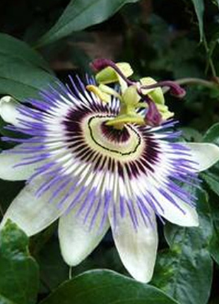 Wild Passiflora Mollissima Seeds