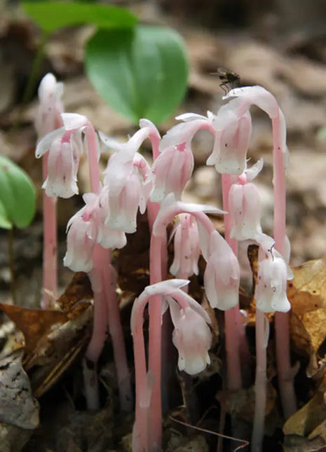 100 pcs Indian Pipe Monotropa Uniflora Seeds