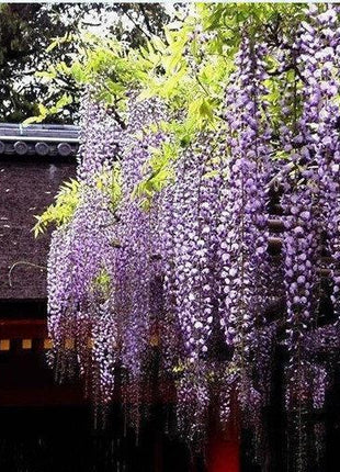 20Pcs Purple Wisteria Flower Seeds Wisteria Sinensis DIY Home Garden Yard Plant