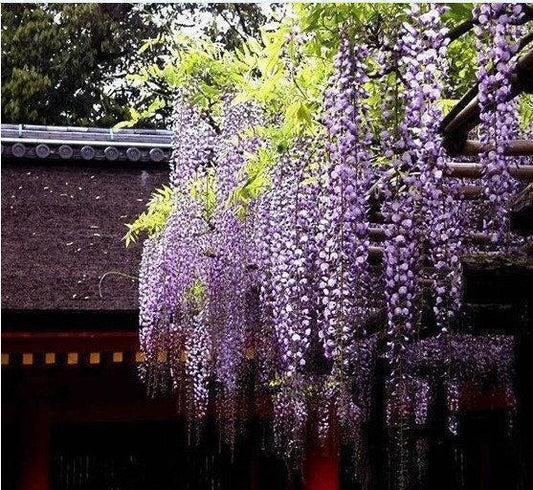 20Pcs Purple Wisteria Flower Seeds Wisteria Sinensis DIY Home Garden Yard Plant
