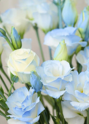 🌺Lisianthus – Sincere Love