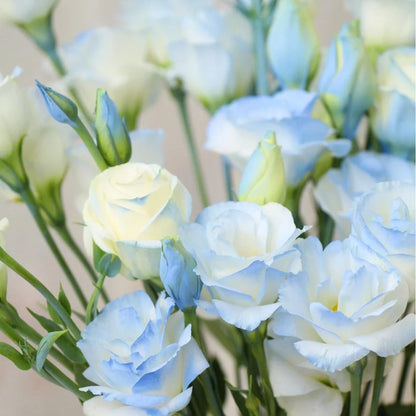 🌺Lisianthus – Sincere Love