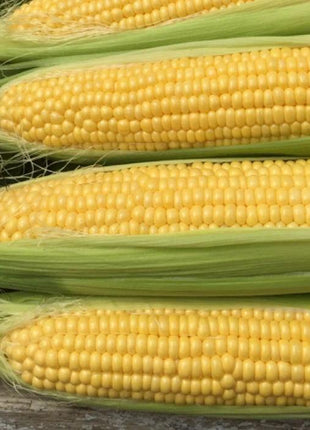 Sweet Corn Moonshine F1