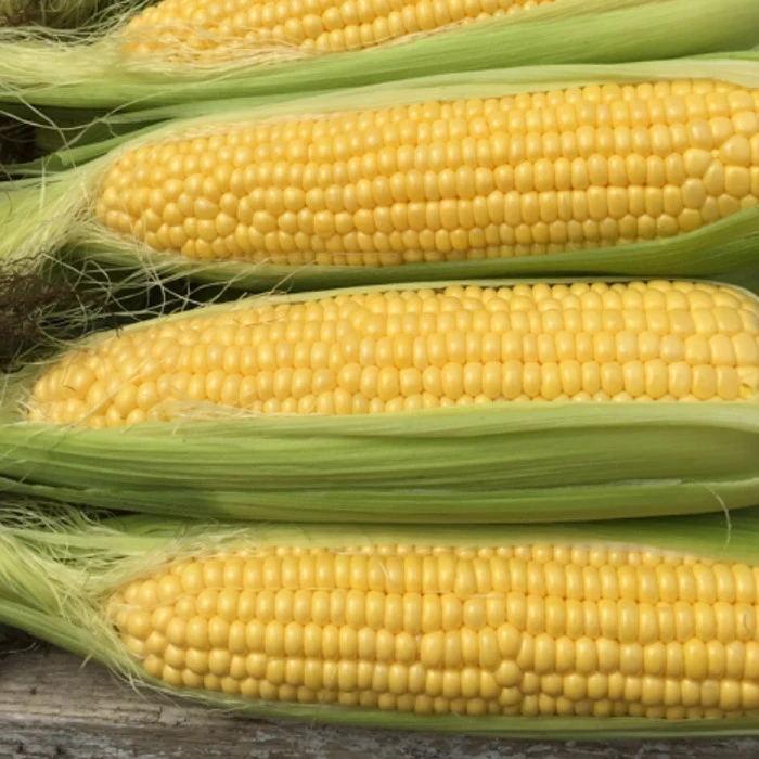 Sweet Corn Moonshine F1