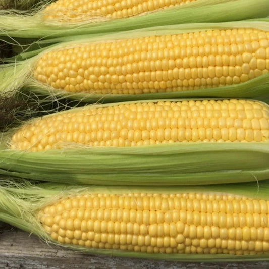 Sweet Corn Moonshine F1
