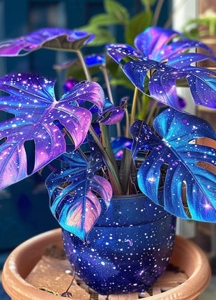 🌿 Cosmic Monstera