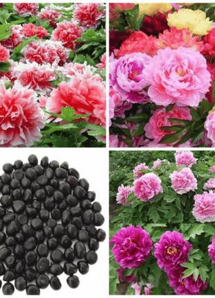 🔥LAST DAY 45% OFF🌺THE QUEEN OF FLOWERS—DOUBLE PETALED PIANI