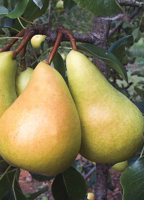 European Pear, Sunrise