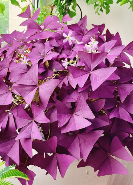 10PCS Oxalis Triangularis Purple Shamrock Good Luck Plant