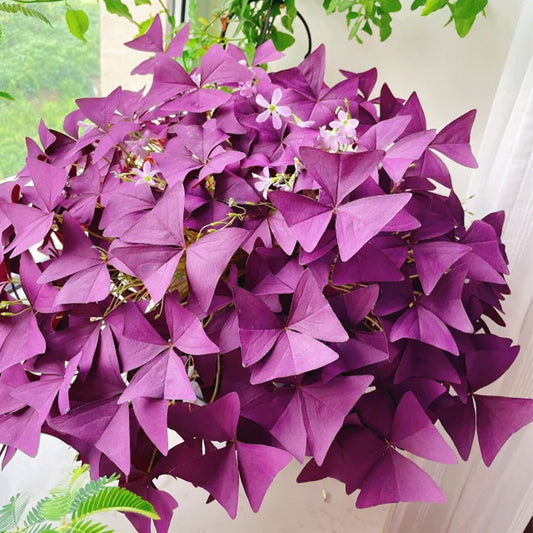 10PCS Oxalis Triangularis Purple Shamrock Good Luck Plant
