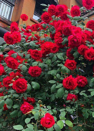 50pcs/Bag Climbing Rose Seeds