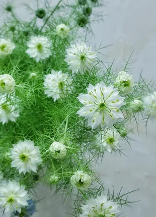 💚Green Nigella