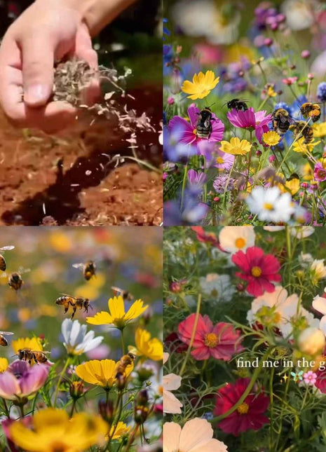 Perennial Flowers Seeds-Over 60 kinds mixed