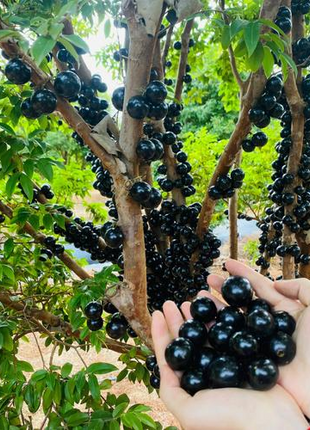 Jabuticaba-Plinia cauliflora-Tree Grape Seeds