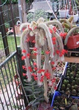 50Pcs Hildewintera Colademononis * Stunning Monkey Tail Cactus