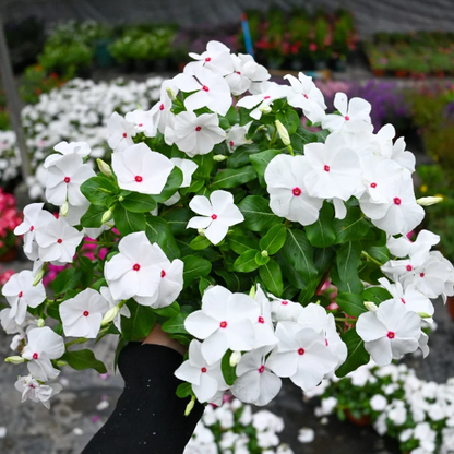 🌸Periwinkle—Blooms All Year Round