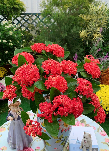 Dragon Boat Flower Seeds