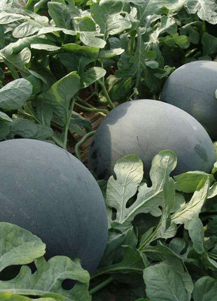 Black Diamond Watermelon Seeds