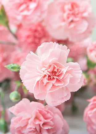 Carnation Seeds - La France