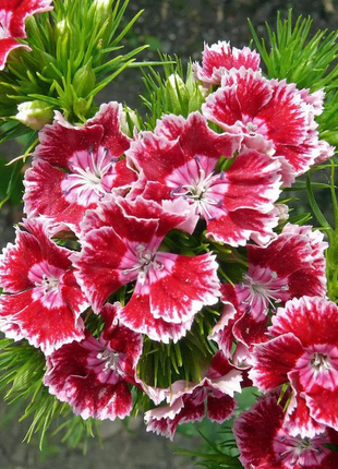 WEE Willie Dwarf SWEET WILLIAM Mixed Colors Dianthus Barbatus Flower Seeds