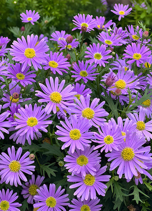 🌼Insect Killers: Pyrethrum Daisy Seeds