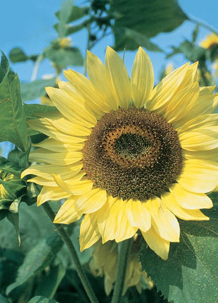 Sunflower, Lemon Queen Organic