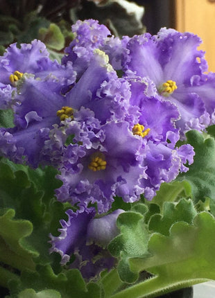 African Violet - saintpaulija Reigning Beauty