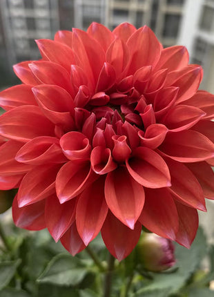 Mixture Dahlia Seeds