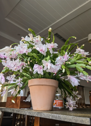 Crab Claw Orchid - The Icing On The Cake