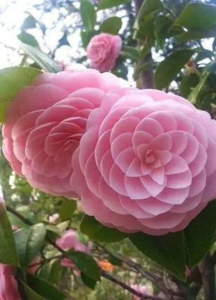 Camellia japonica seeds