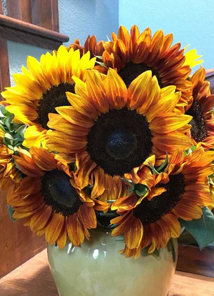 🌻50+ Mixed Color Sunflowers