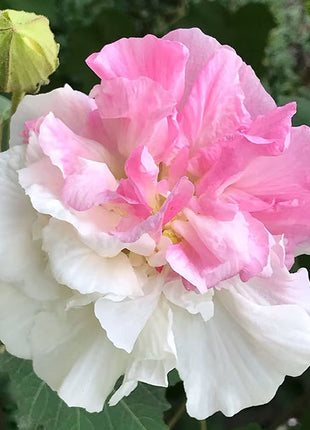 Color-changing Hibiscus Flower Seeds