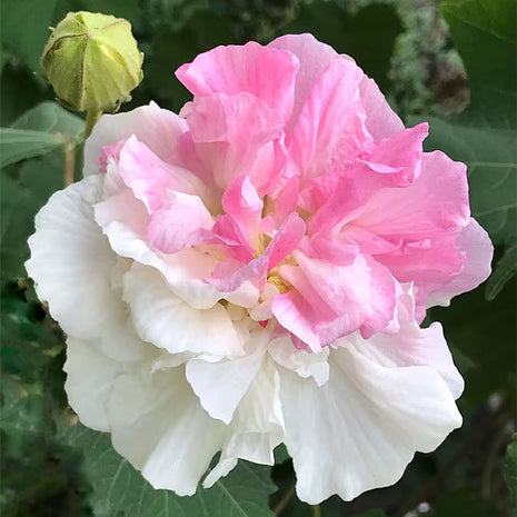 Color-changing Hibiscus Flower Seeds