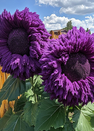 Giant Teddy Bear Sunflower Seeds