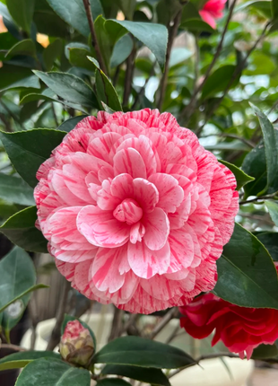 Five-color Red Camellia