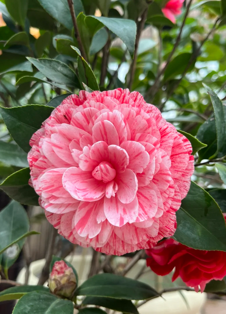 Five-color Red Camellia