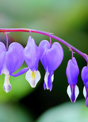 Ocean Bleeding Heart Seeds ~ Dicentra Spectabilis ~ Gifts ~ Grow Your Own ~ Spring Flowers