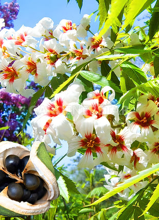 Xanthoceras Sorbifolia Flower🌺Flowers Bloom And Good Luck Comes