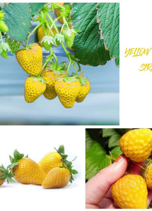 800+ Mix Strawberry Seeds for Planting - Heirloom Non-GMO Red Yellow Blue White Climbing Strawberry