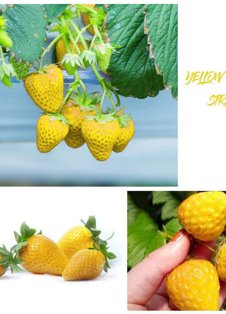 800+ Mix Strawberry Seeds for Planting - Heirloom Non-GMO Red Yellow Blue White Climbing Strawberry